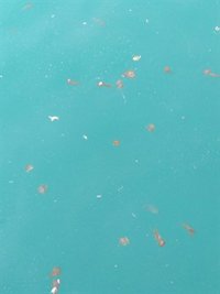 La gran cantidad de medusas en aguas del puerto de Málaga obliga a suspender la tradicional travesía a nado