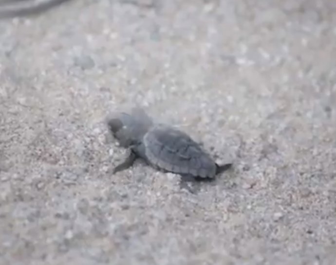 Tortuga babaua nascuda en una platja de Mataró