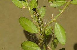 Plaga d'erugues en boixos