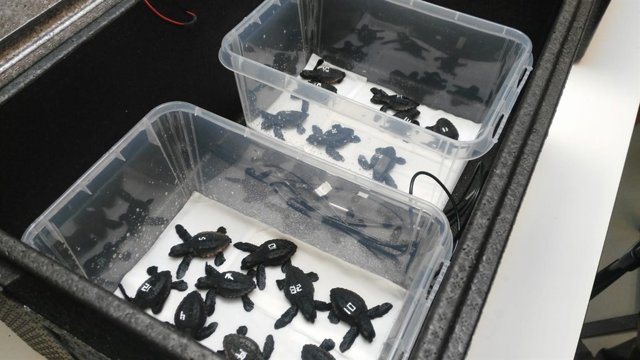 Tortugues babaus