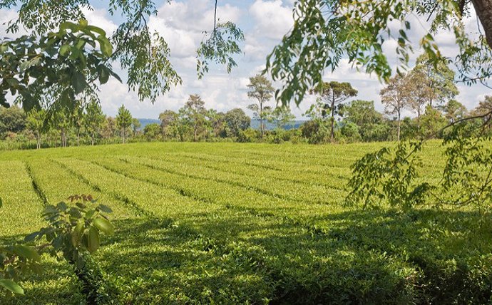 Camp d'herba mate