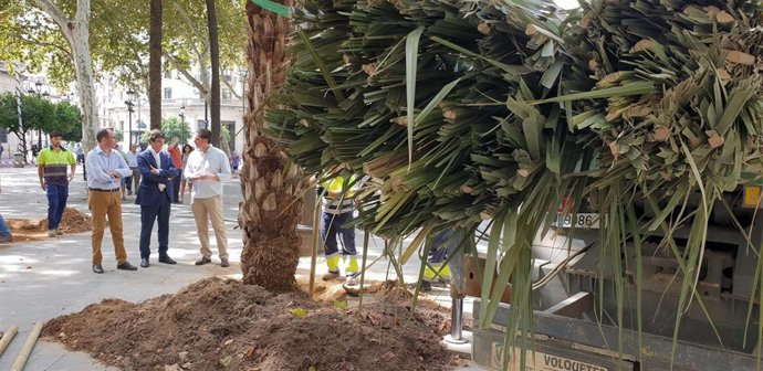 Nuevas palmeras en la Plaza Nueva
