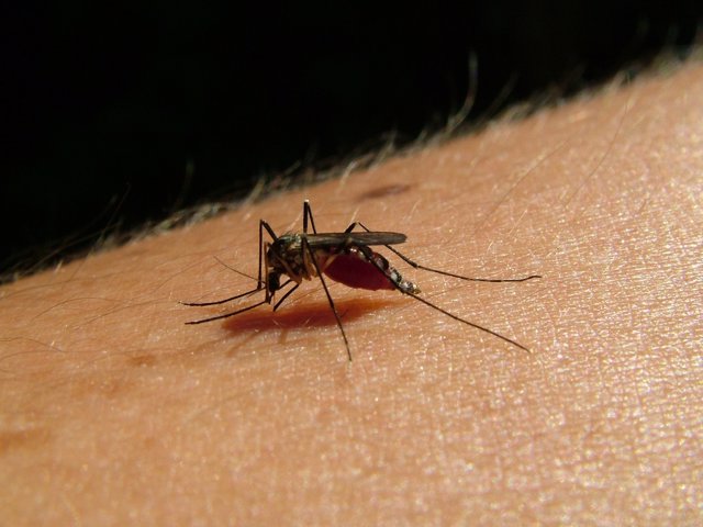 Un mosquito, picaduras de mosquito, evitar a los mosquitos