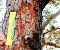 El origen del incendio de Llutxent (Valencia) fue la caída de un rayo sobre un árbol en la madrugada del lunes