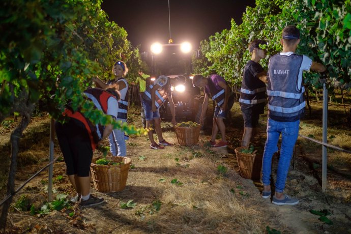 La bodega Raimat inicia la temporada de vendimia 