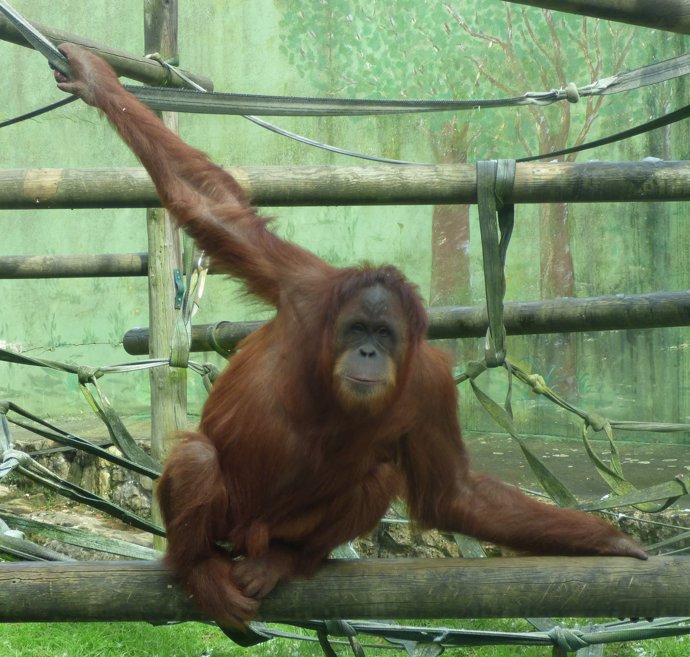 La orangutana Victoria