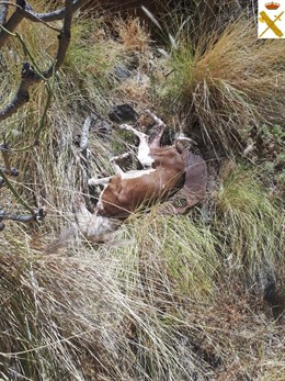 Cuerpo sin vida del perro