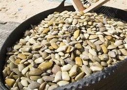 Cedida coquinas moluscos bivalvos 