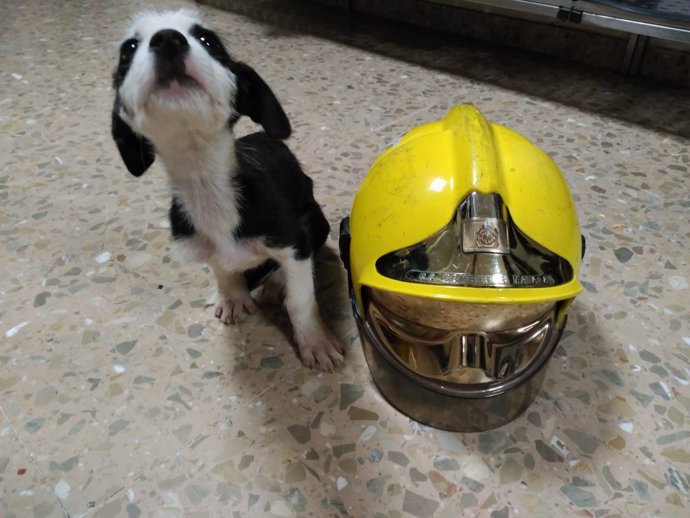 Perrito rescatado por bomberos de málaga del interior de un embovedado
