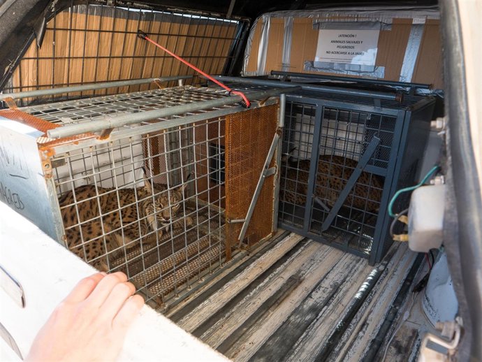 Mouro y Magreb, crías de lince ibérico