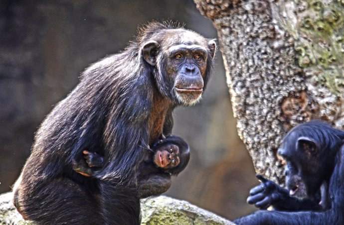 La chimpancé Noelia con su cría Coco 