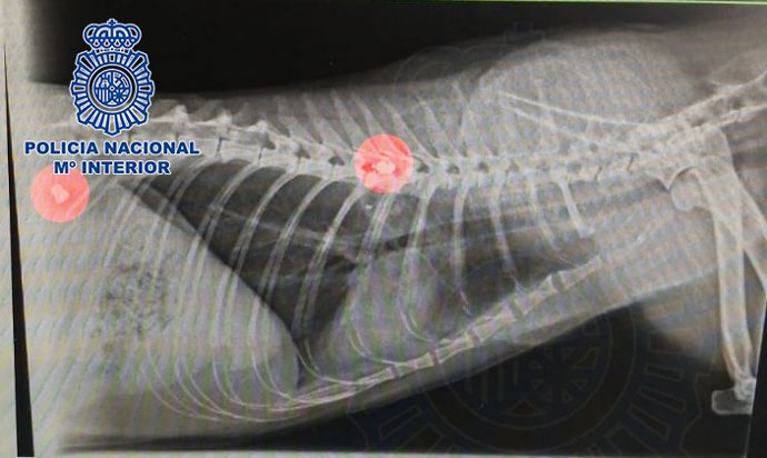 Radiografía de la gata muerta