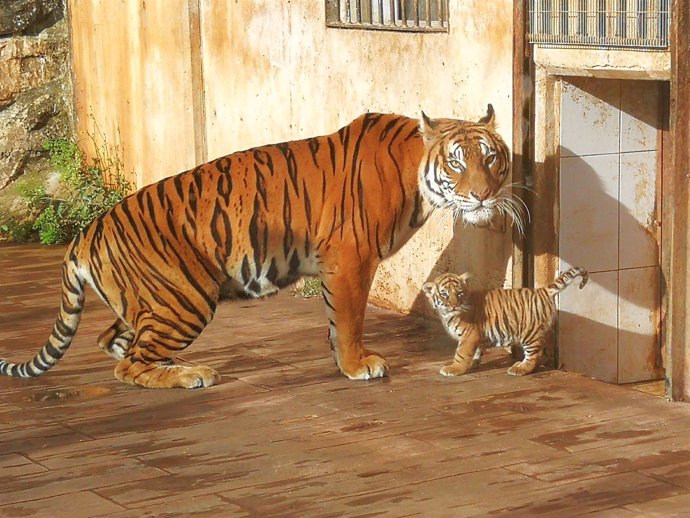 Tigre nacido en Cabárceno