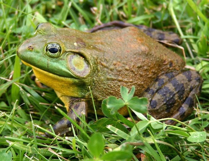 Exemplar de granota toro americana, una espècie invasora al Delta de l'Ebre