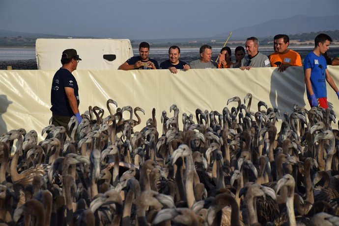Anillamiento de flamencos en Fuente de Piedra