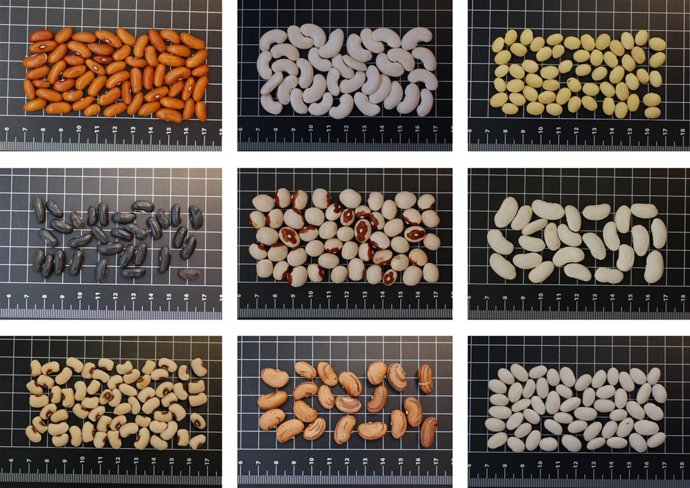 El CITA conserva 27 variedades de judías del Somontano.