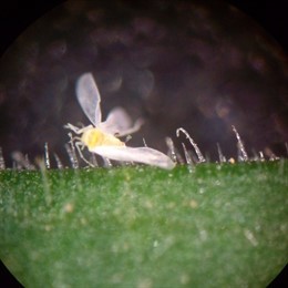 La calabaza, 'planta trampa' de la mosca blanca 