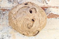 Una mujer de 89 años, hospitalizada tras sufrir picaduras de avispa velutina en Toén (Ourense)