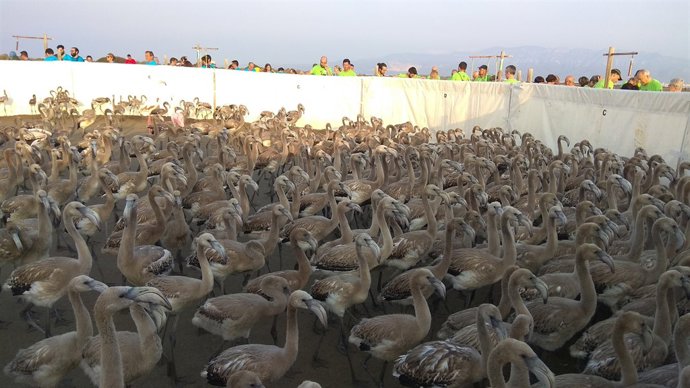 Flamencs al Delta de l'Ebre