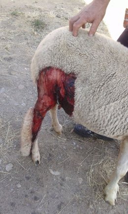 Ataque de un lobo a una oveja en la Comunidad de Madrid