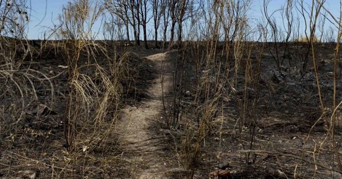 Restos de un incendio forestal en la región