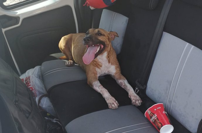 El perro abandonado en interior coche , abandono animal