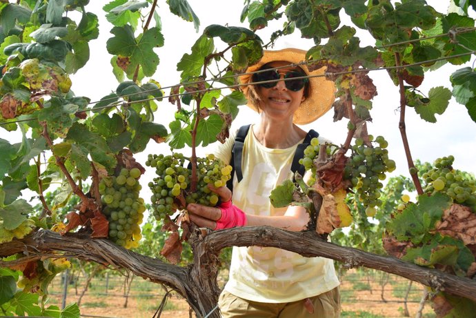 Vendimia en la finca Tomás Ferro uva merseguera UPCT