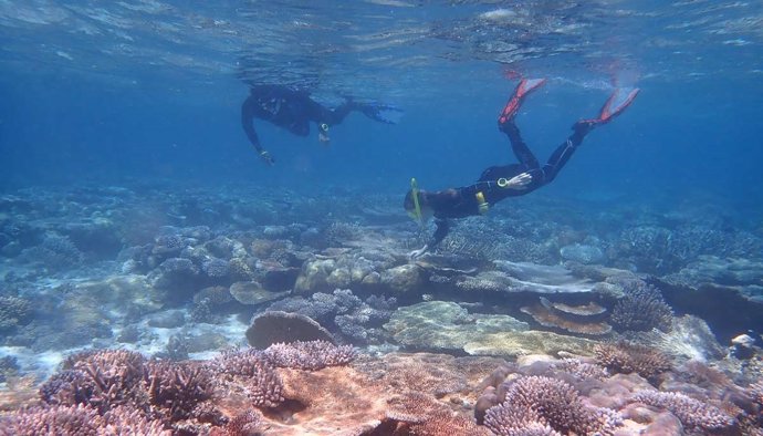 Arrecife de coral en las Islas Palau