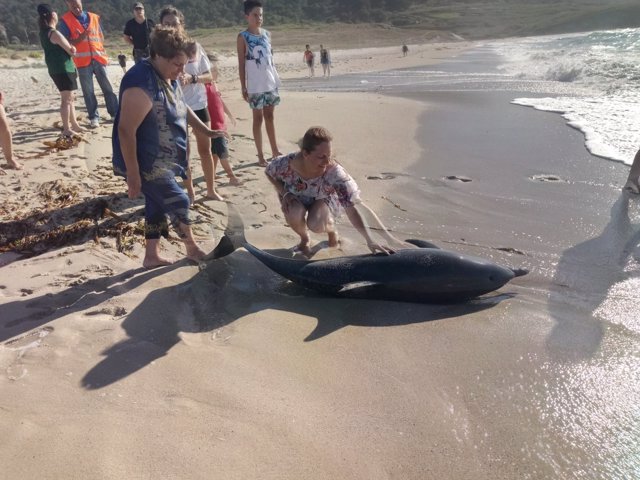 Delfín varado en la playa de Mórdomo, en Laxe (A Coruña)