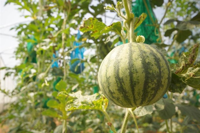 [Grupocordoba] Nota De Prensa De La Consejería De Agricultura, Pesca Y Desarroll