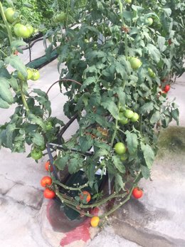 Una tomatera en el invernadero del Imidra en Arganda del Rey