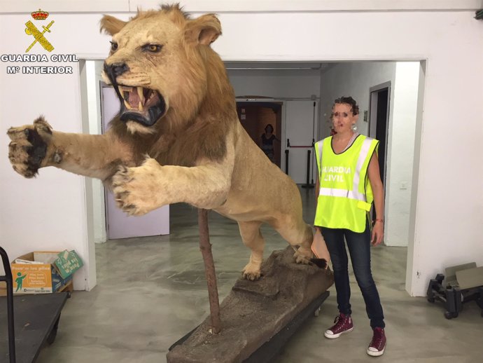 Ejemplar de león africano disecado incautado por la Guardia Civil