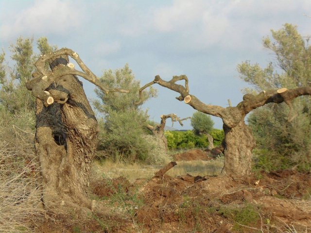 La Unió denuncia un nuevo expolio a árboles monumentales milenarios de olivos