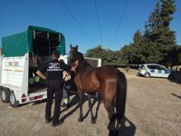 Rescatan a un caballo desnutrido e inician trámites para denunciar al dueño por presunto maltrato animal en Sevilla