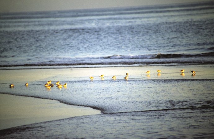 Aves, Málaga, Turismo, ornitológico 