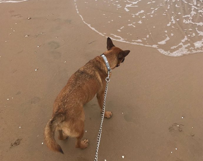 Imagen de archivo de un perro en una playa canina