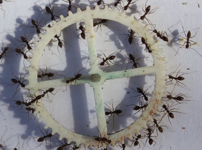 Hormigas transportan un objeto circular (Imagen de archivo)