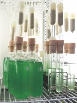 La alga roja 'Cyanidioschyzon merolae' en laboratorio