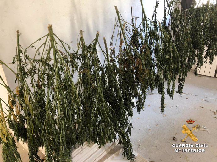 Plantas de marihuana intervenidas por la Guardia Civil