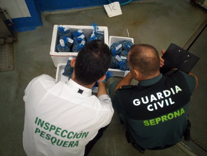 Miembros del Seprona y la Inspección Pesquera analizan las chirlas intervenidas.