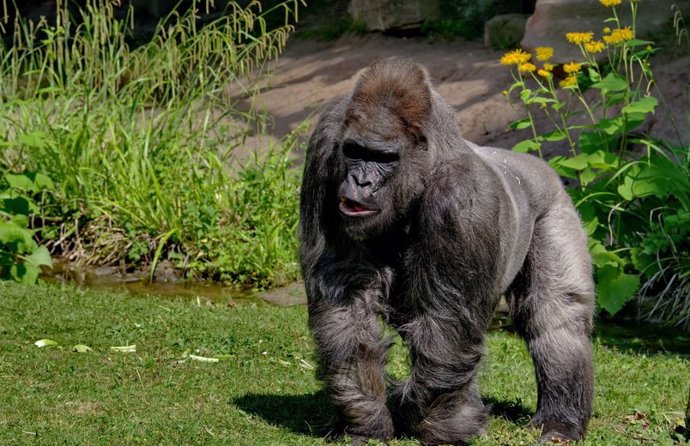 Muere 'Fritz', el gorila más viejo de Europa