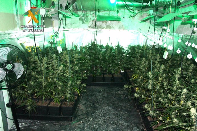 Plantación interior de marihuana desmantelada por la Guardia Civil