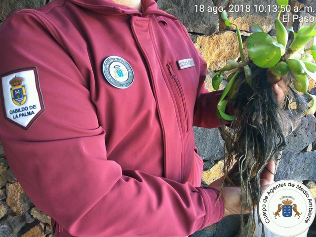Incautan en La Palma más de 120 ejemplares de la planta jacinto de agua