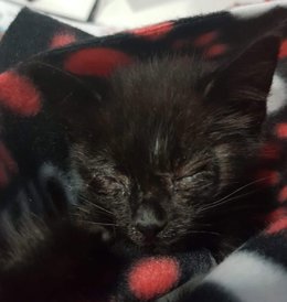 Un gato del Zoosanitario del Ayuntamiento de Sevilla