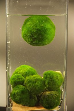 Agregación de bolas de Marimo en el laboratorio
