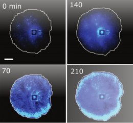 Imatge de l'oscil·lació dels biofilms