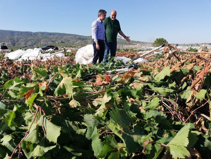 El consejero de Agua, Miguel Ángel del Amor, visita finca afectada granizo