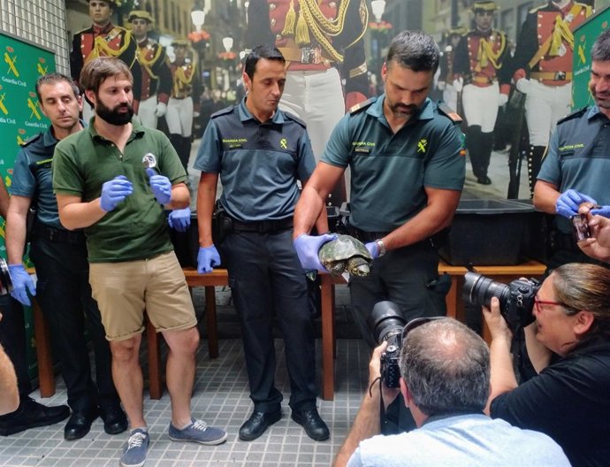 Tortugas incautadas