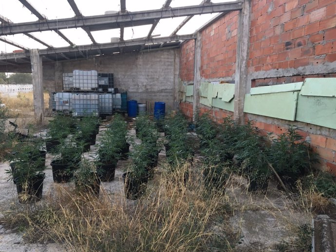 Plantas de marihuana en Vinaròs