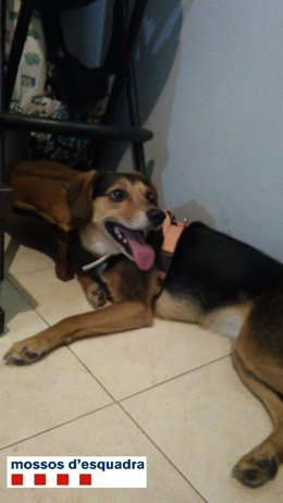 Denunciada una veïna de Blanes per abandonar una gossa a Riells i Viabrea